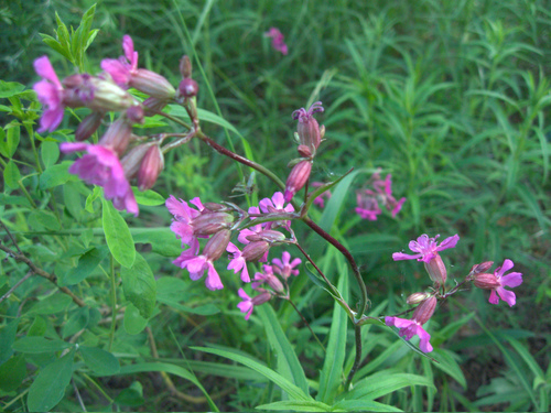 Clammy campion (Viscaria vulgaris)
