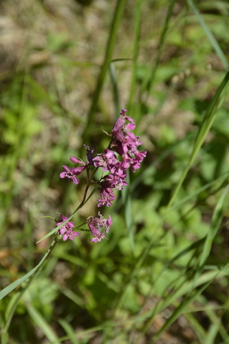 Clammy campion (Viscaria vulgaris)