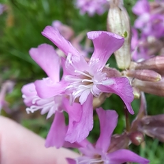 Clammy campion (Viscaria vulgaris)