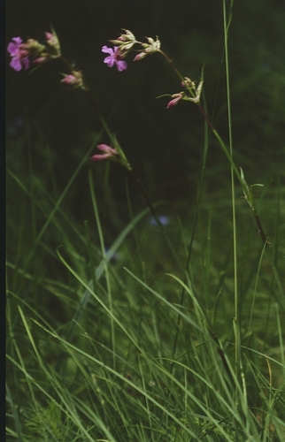 Clammy campion (Viscaria vulgaris)