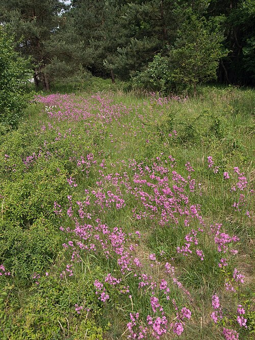 Clammy campion: Viscaria vulgaris Syn. Silene viscaria; Picture taken near Daßfeld-Siegenburg/Bavaria