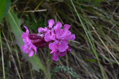 Clammy campion (Viscaria vulgaris)