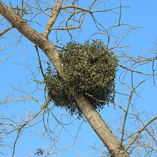 European mistletoe: European mistletoe ( Viscum album ) on aspen ( Populus tremula ). Ukraine, Vinnytsia rajon.