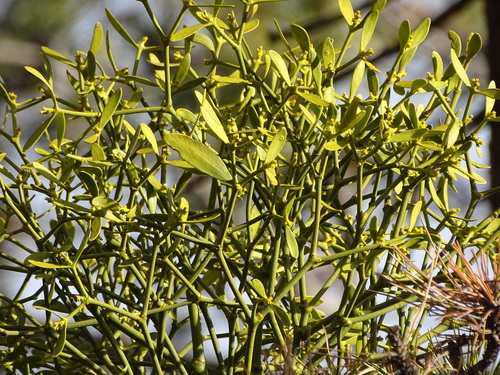 European mistletoe (Viscum album)