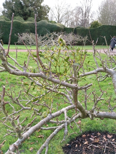 European mistletoe (Viscum album)