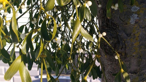 European mistletoe (Viscum album)