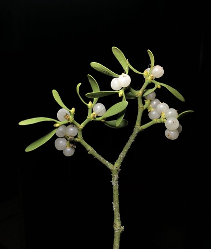 European mistletoe (Viscum album)