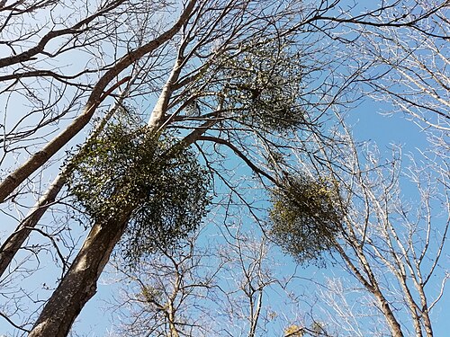 European mistletoe: Viscum album ( fruits) sur le chemin vers l'Espace naturel sensible du Peuil. Claix, Isère, AuRA, France.