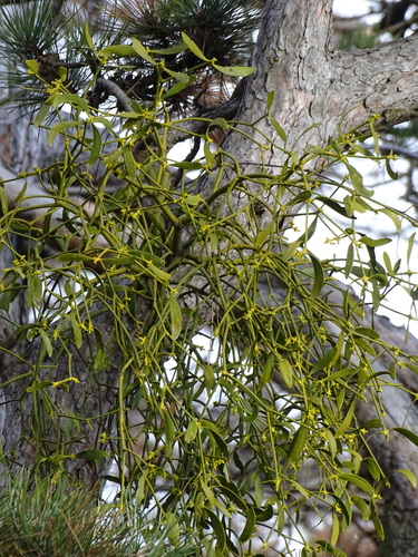 European mistletoe (Viscum album)