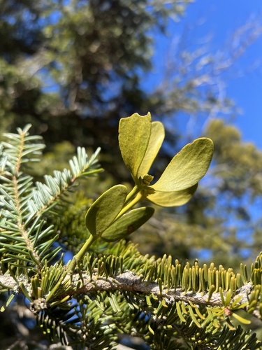 European mistletoe (Viscum album)