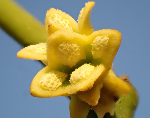 European mistletoe (Viscum album)