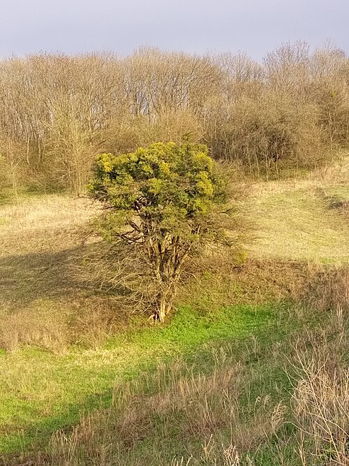 European mistletoe: Botany and plant ecology: a solitary tree on a ravine slope heavily infested with evergreen bushes of a parasitic plant — European mistletoe (lat. Viscum album)