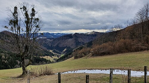 European mistletoe: View from Schwabeck-Kreuz to Frankenfels and tree with Viscum album (european mistletoe), Austria