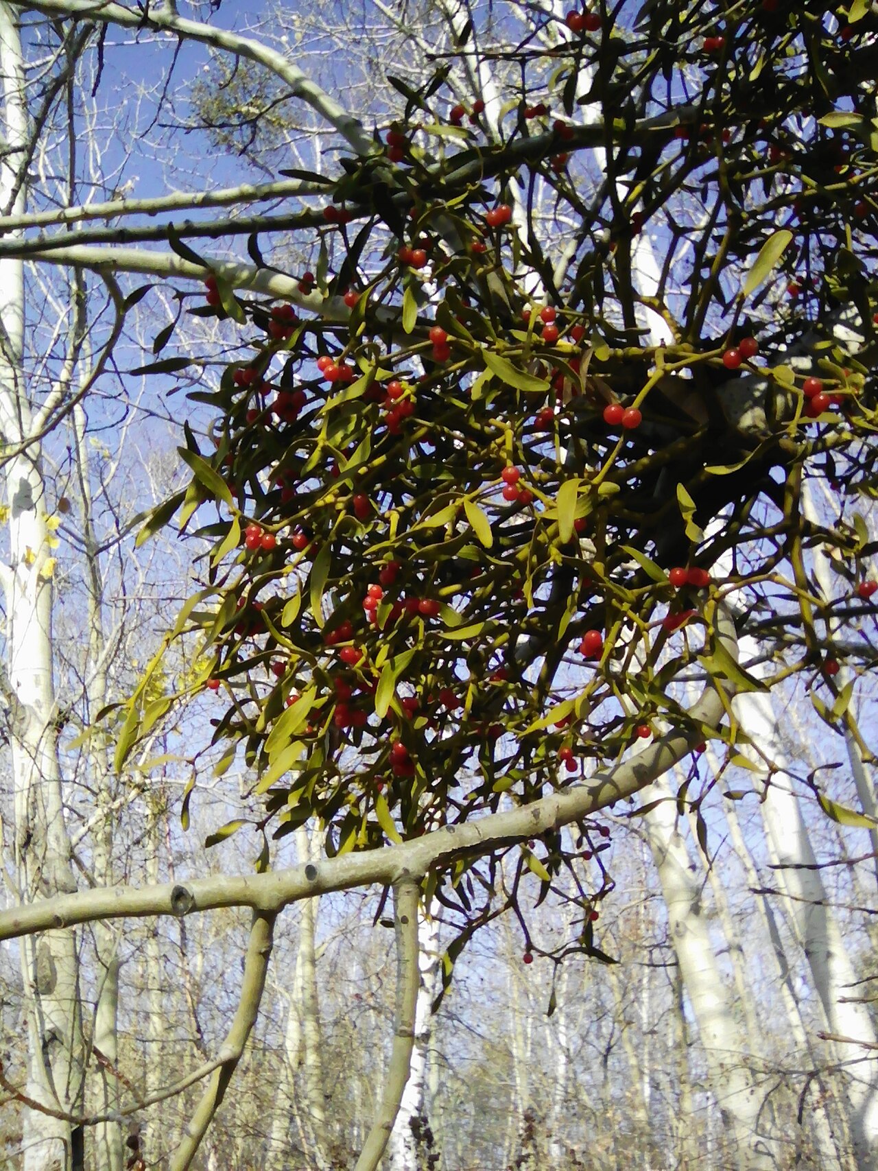 Korean mistletoe: Viscum coloratum in Khabarovsk krai Russia
