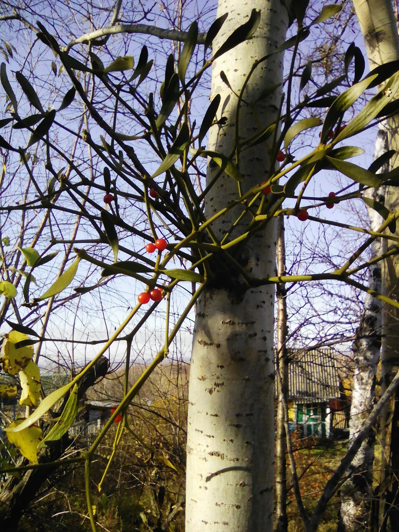 Korean mistletoe: Viscum coloratum on Aspen about Khabarovsk, Russia