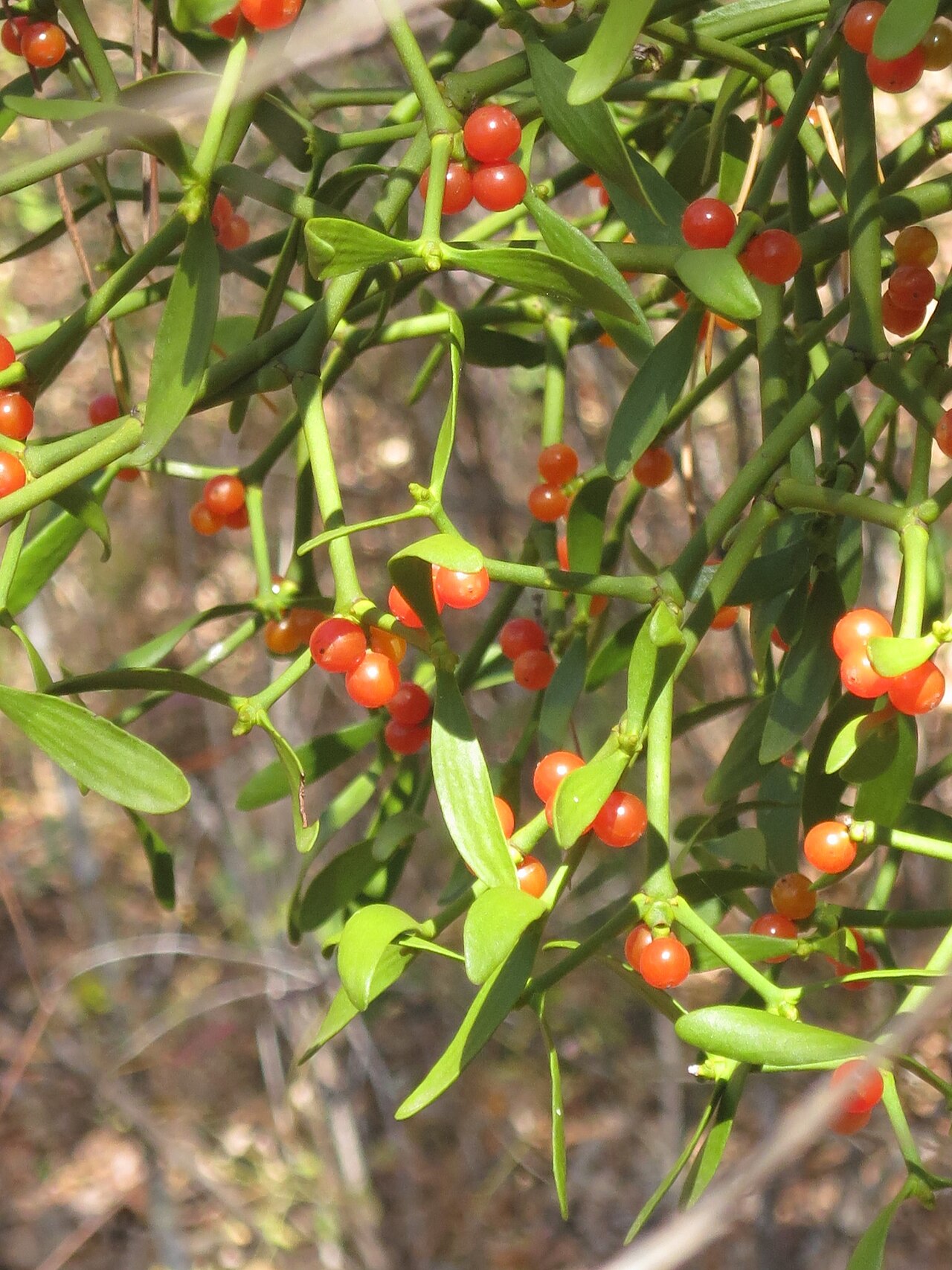 Korean mistletoe: Viscum coloratum