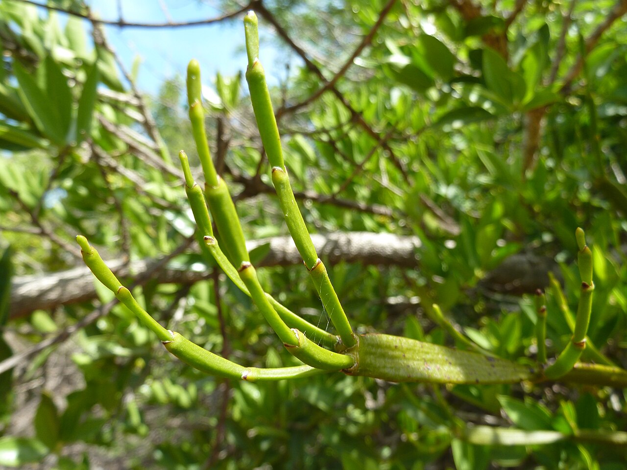 Viscum combreticola: Twig segments of a Combretum mistletoe growing on Spine-leaved monkey-orange ( Strychnos pungens ) on a rocky ridge at Seringveld near Pretoria