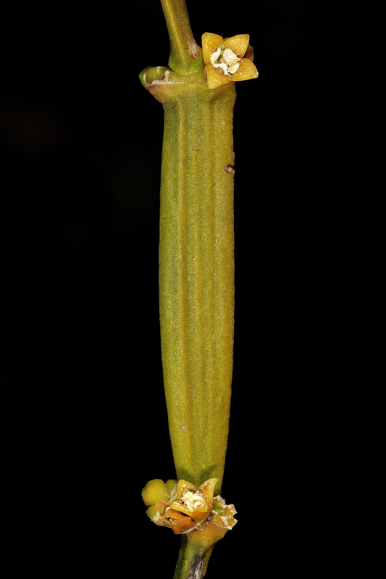 Viscum combreticola: Viscum combreticola , staminate (male) flowers; N-facing slopes of Magaliesberg, Silkaatsnek, Hartbeespoort, North West, South Africa