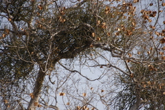 Viscum combreticola (Viscum combreticola)
