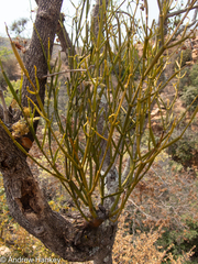 Viscum combreticola (Viscum combreticola)