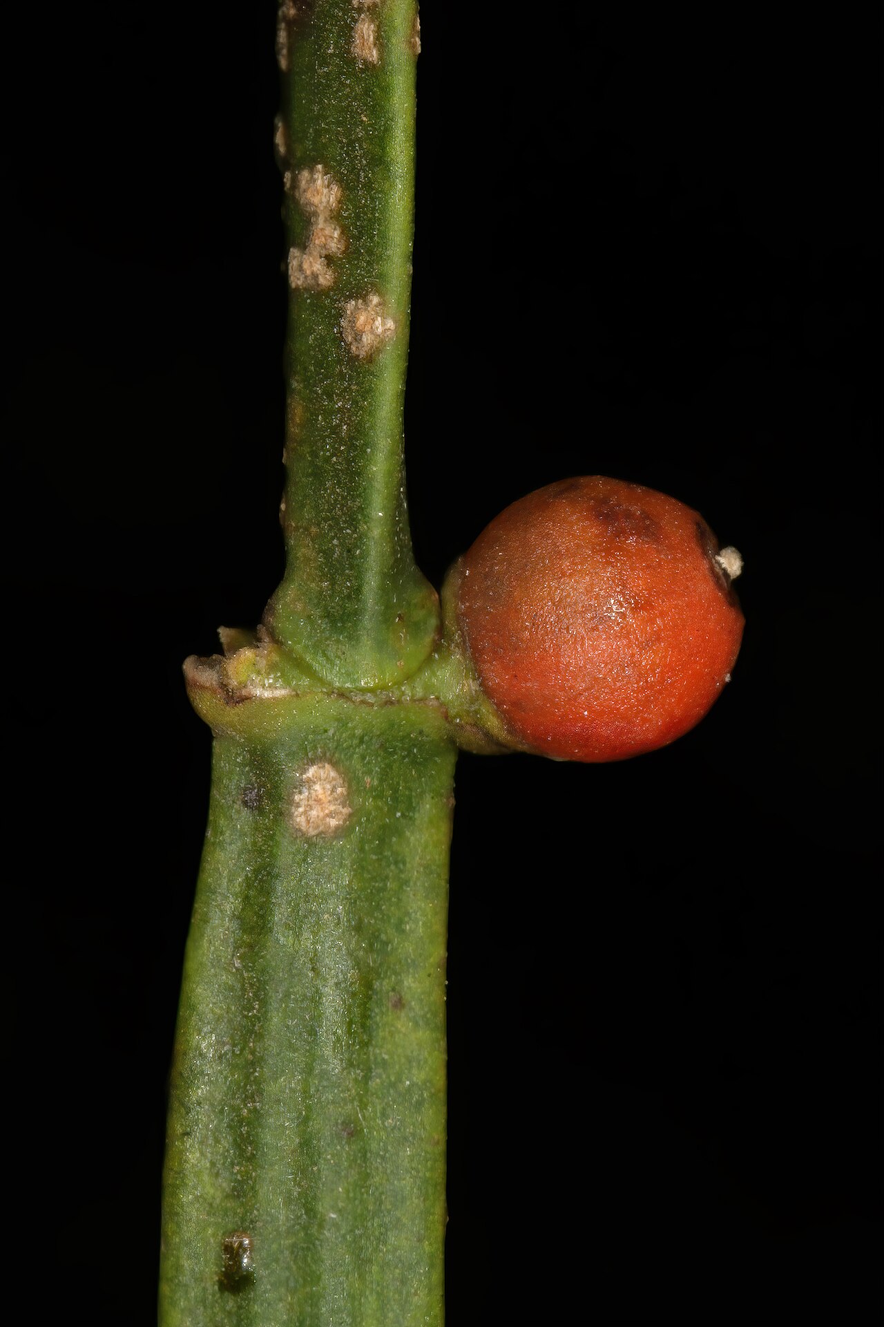 Viscum combreticola: Viscum combreticola , fruit; N-facing slopes of Magaliesberg, Silkaatsnek, Hartbeespoort, North West, South Africa