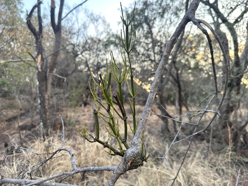 Viscum combreticola (Viscum combreticola)