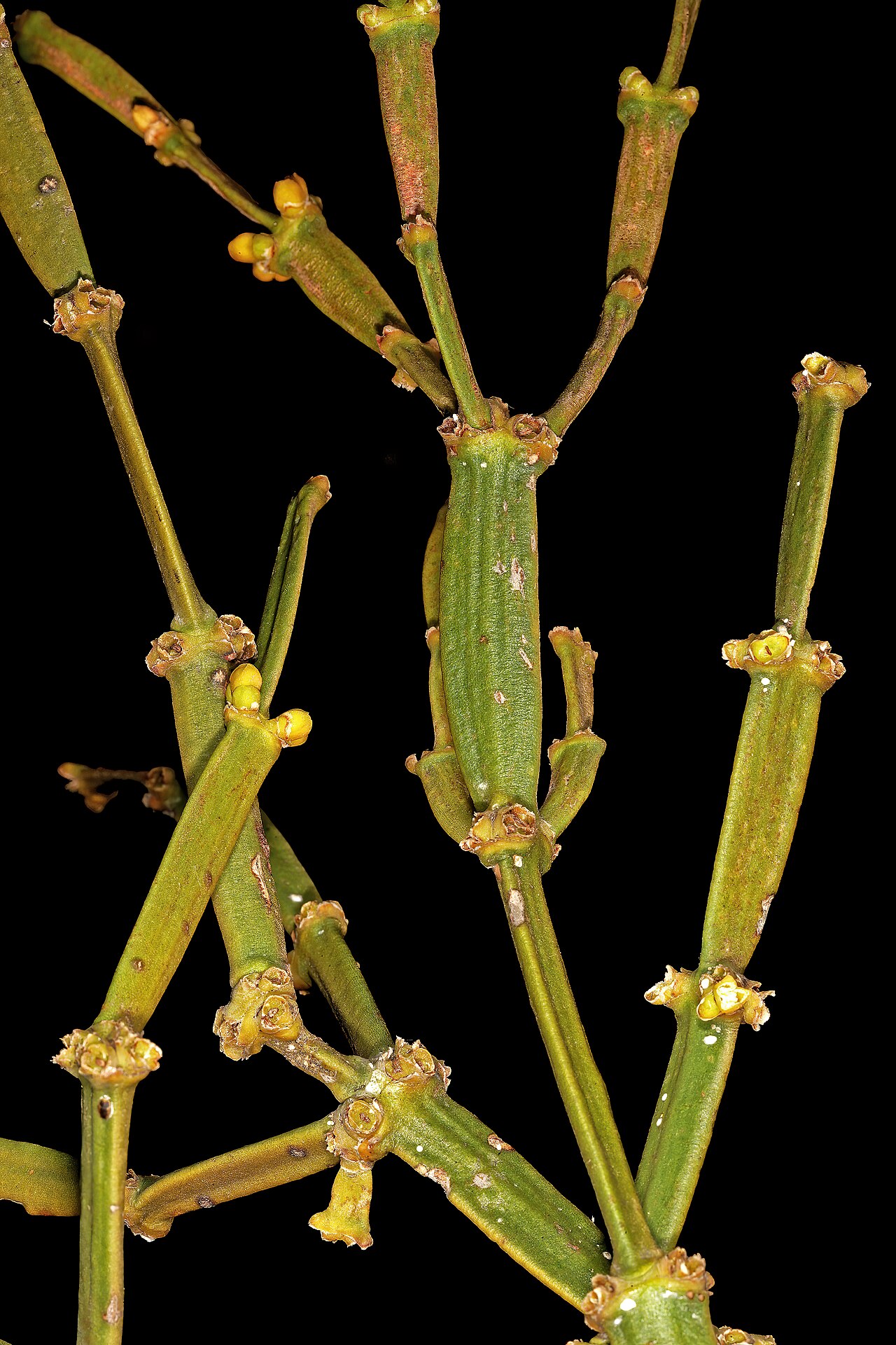 Viscum combreticola: Viscum combreticola , flattened branches; N-facing slopes of Magaliesberg, Silkaatsnek, Hartbeespoort, North West, South Africa