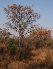 Viscum combreticola (Viscum combreticola)