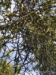 Viscum combreticola (Viscum combreticola)