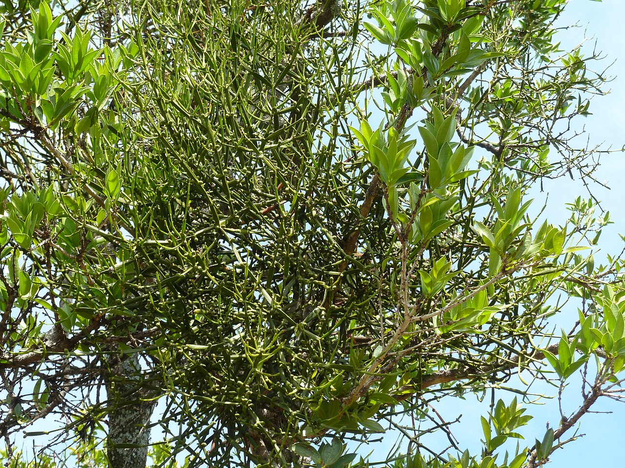 Viscum combreticola: Combretum mistletoe growing on Spine-leaved monkey-orange ( Strychnos pungens ) on a rocky ridge at Seringveld near Pretoria
