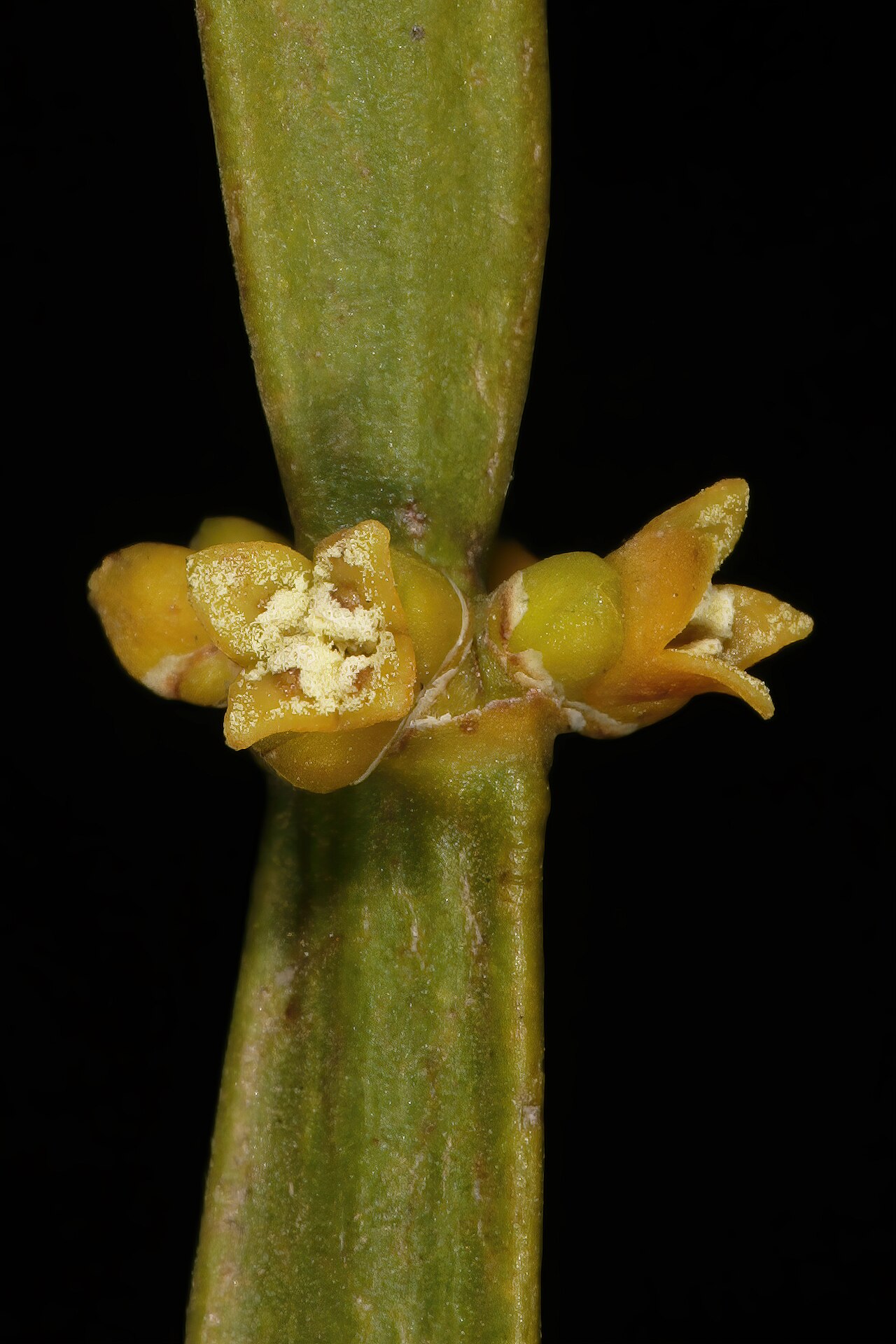 Viscum combreticola: Viscum combreticola , staminate (male) flowers; N-facing slopes of Magaliesberg, Silkaatsnek, Hartbeespoort, North West, South Africa
