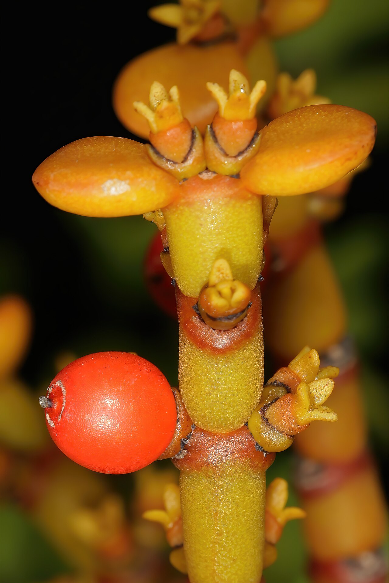 Viscum crassulae: Viscum crassulae , pistillate (female) flowers and fruit. Cultivated in greenhouse, Kirstenbosch National Botanical Garden, Cape Town, Western Cape, South Afric