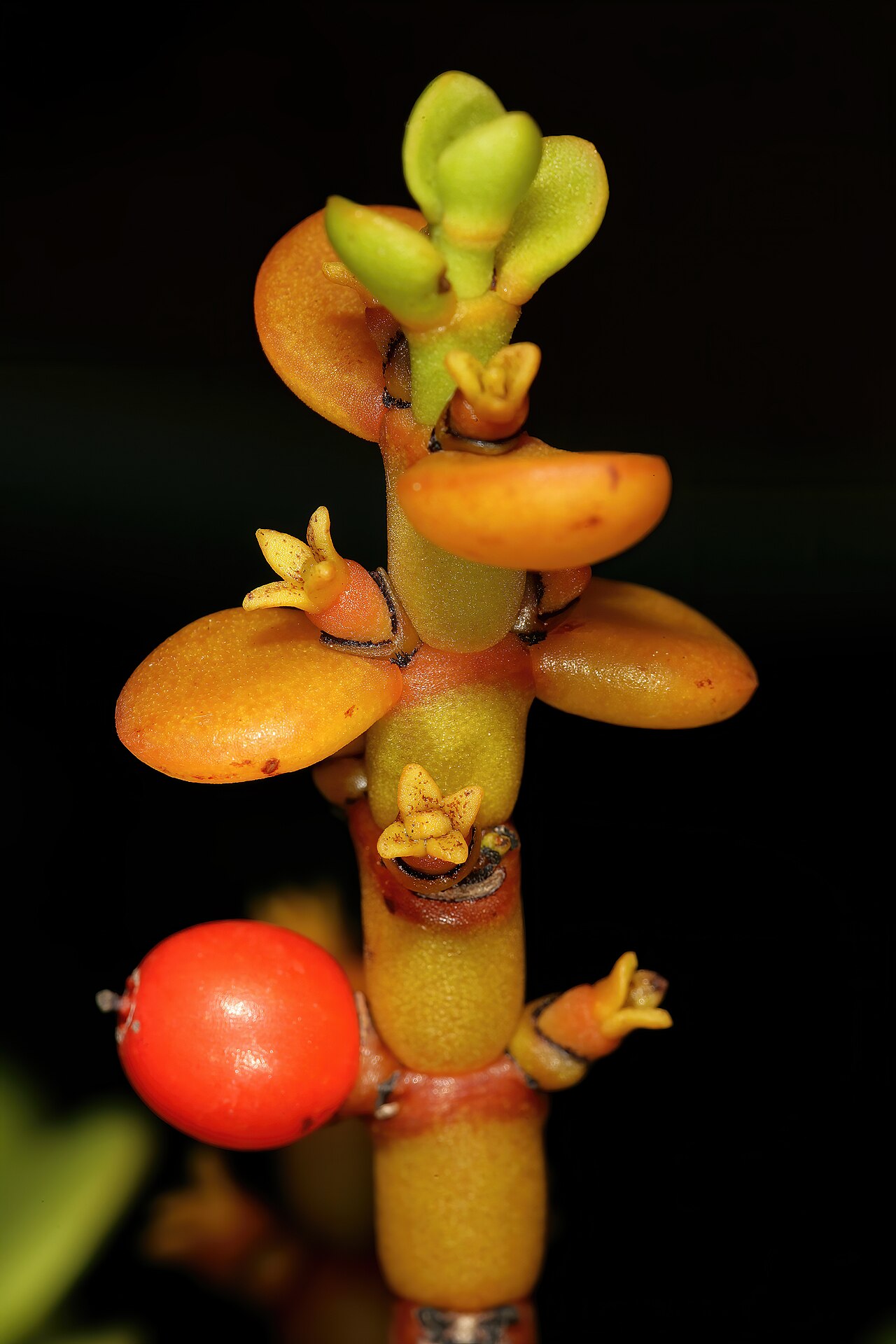 Viscum crassulae: Viscum crassulae , pistillate (female) flowers and fruit. Cultivated in greenhouse, Kirstenbosch National Botanical Garden, Cape Town, Western Cape, South Afric