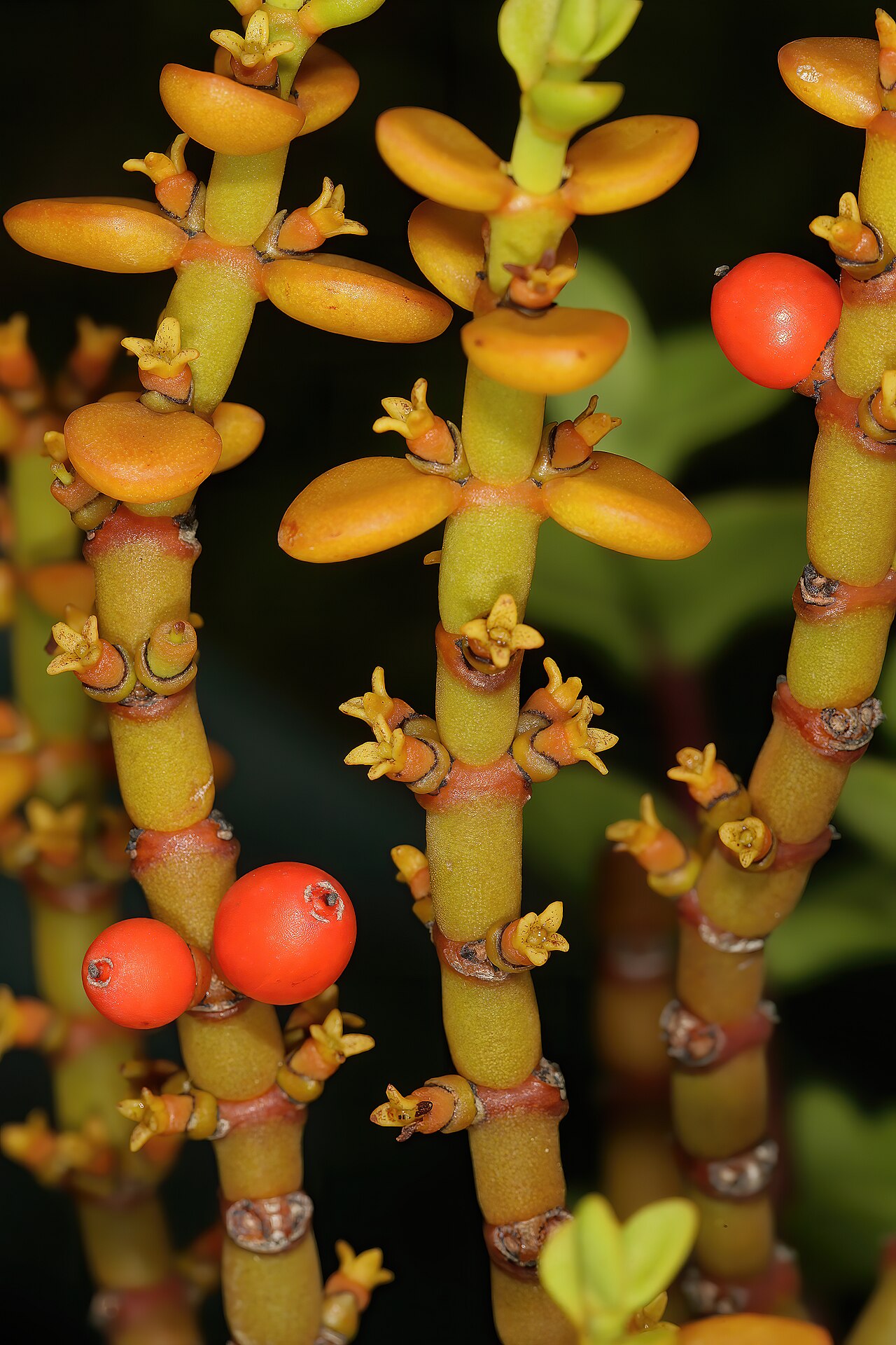 Viscum crassulae: Viscum crassulae , pistillate (female) flowers and fruit. Cultivated in greenhouse, Kirstenbosch National Botanical Garden, Cape Town, Western Cape, South Afric