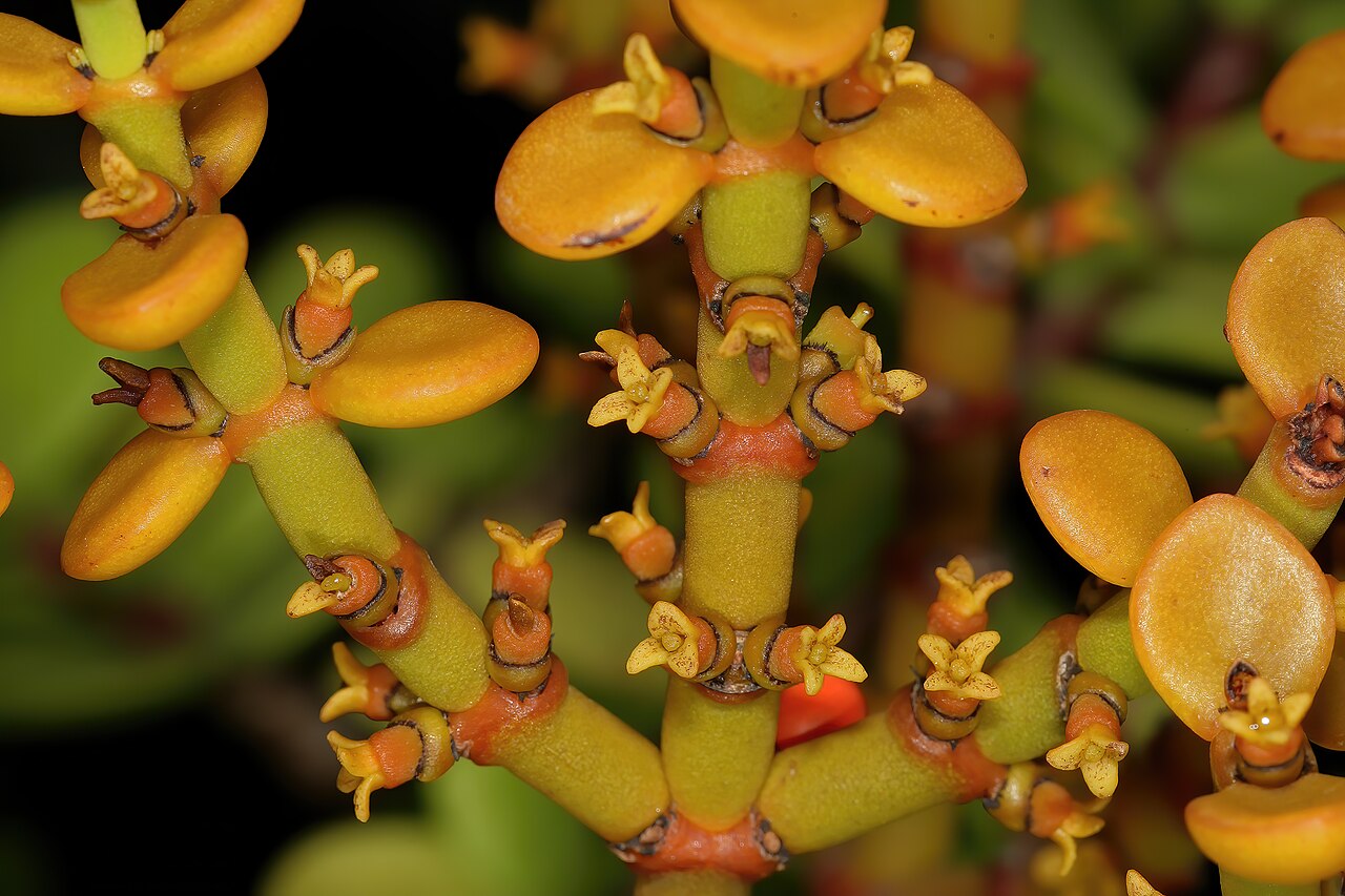 Viscum crassulae: Viscum crassulae , Pistillate (female) flowers. Cultivated in greenhouse, Kirstenbosch National Botanical Garden, Cape Town, Western Cape, South Africa