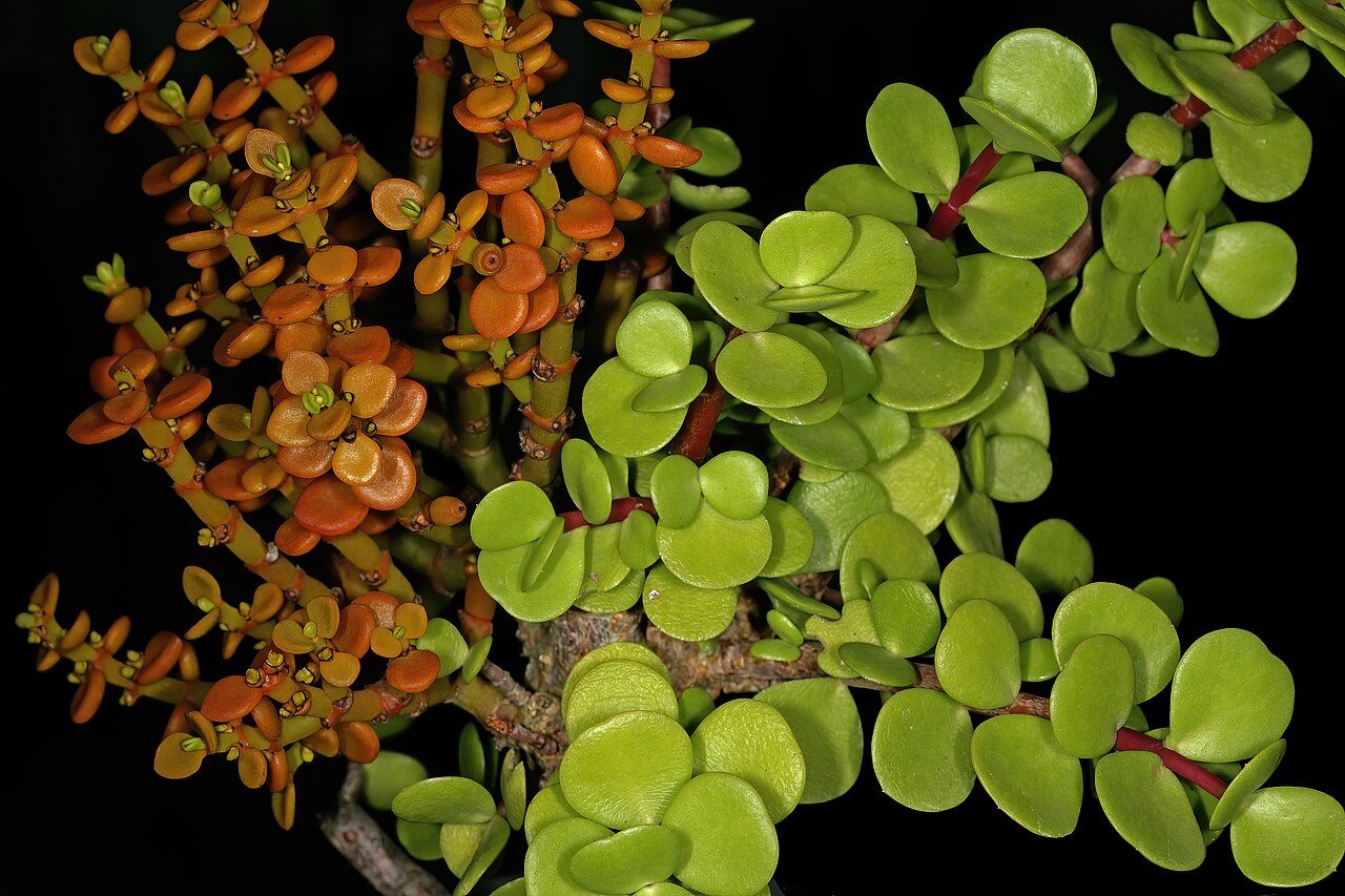 Viscum crassulae: Viscum crassulae , parasite (left, yellowish green, female) on its host, Portulacaria afra (right, bright green). Cultivated in greenhouse, Kirstenbosch Nationa