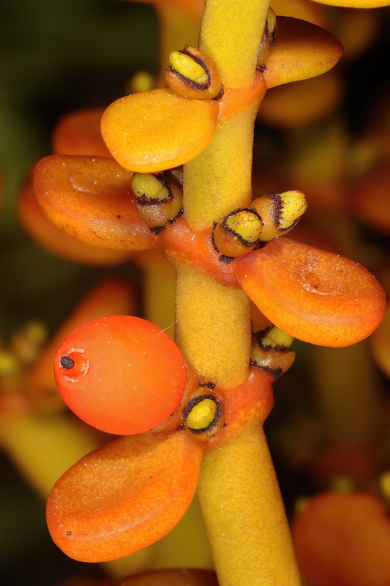 Viscum crassulae: Viscum crassulae , pistillate (female) flower buds and fruit. Cultivated in greenhouse, Kirstenbosch National Botanical Garden, Cape Town, Western Cape, South A
