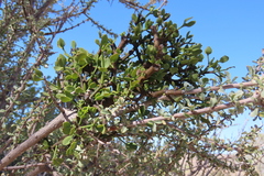 Viscum rotundifolium (Viscum rotundifolium)