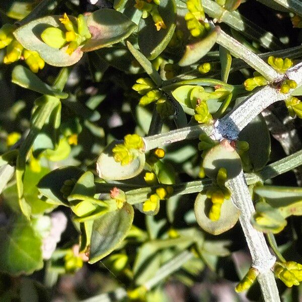 Viscum rotundifolium (Viscum rotundifolium)