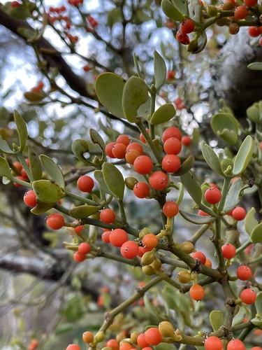 Viscum rotundifolium (Viscum rotundifolium)