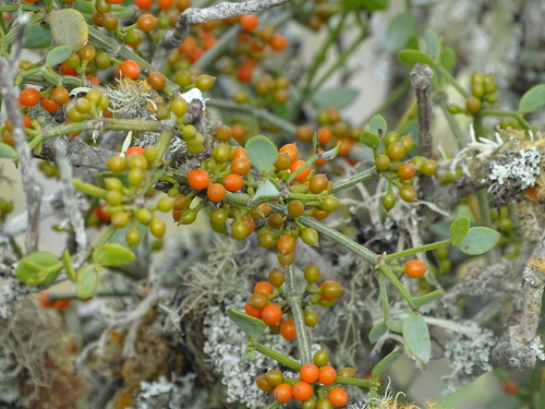 Viscum rotundifolium (Viscum rotundifolium)