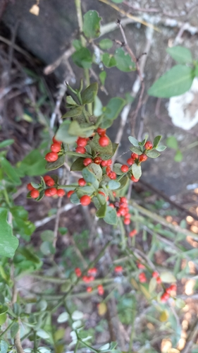 Viscum rotundifolium (Viscum rotundifolium)