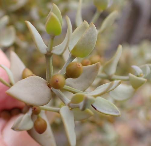 Viscum rotundifolium (Viscum rotundifolium)