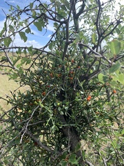 Viscum rotundifolium (Viscum rotundifolium)