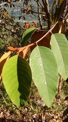 Vismia baccifera (Vismia baccifera)