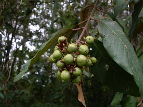 Vismia baccifera (Vismia baccifera)