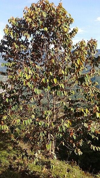 Vismia baccifera: Vismia baccifera