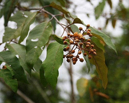 Vismia baccifera: Vismia baccifera , Johanniskrautgewächse (Hypericaceae) - Costa Rica: Prov. Puntarenas, La Gamba NW Golfito, "Fila Trail" NW "Tropenstation La Gamba"/"Estación
