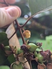 Vismia baccifera (Vismia baccifera)