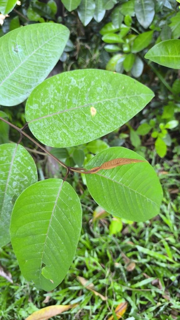 Vismia baccifera (Vismia baccifera)